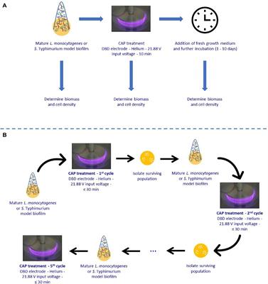 Behavior of the Surviving Population of Listeria monocytogenes and Salmonella Typhimurium Biofilms Following a Direct Helium-Based Cold Atmospheric Plasma Treatment